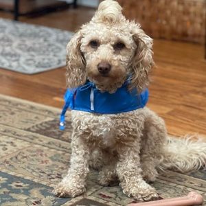 Meet your Posher, Cj